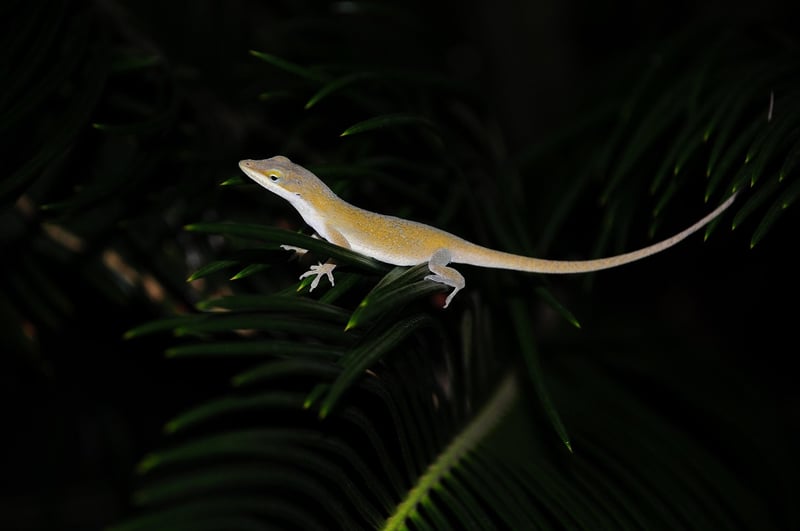 Mythical Reptiles