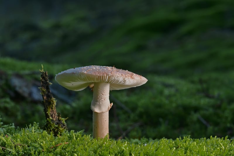 Whimsical Forest