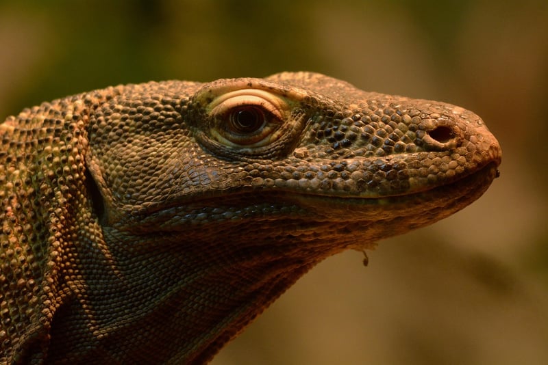 Komodo Dragon